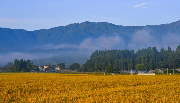 日本秋田美丽的稻田 — 图库照片