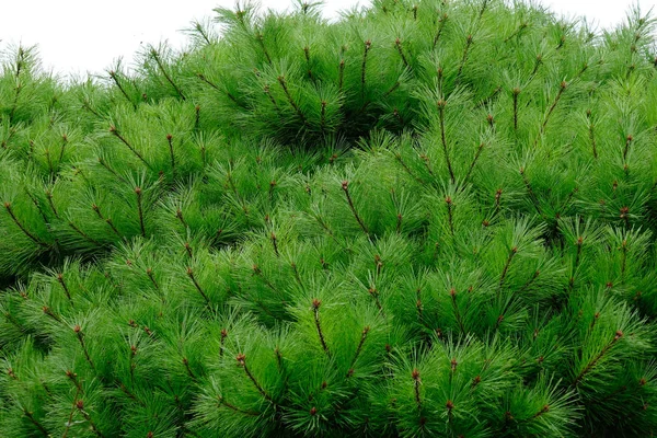 Pine leaves on tree at summer forest — Stock Photo, Image