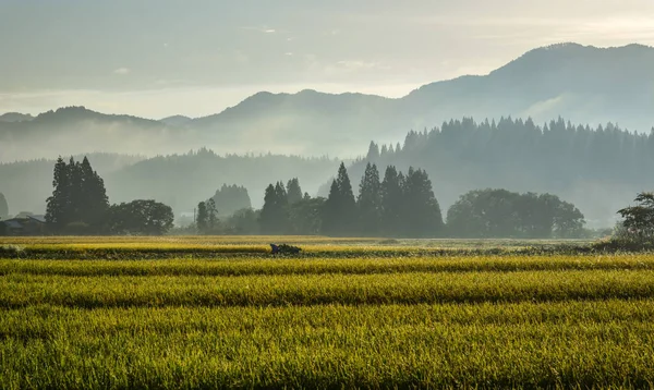Beautiful rice field in Akita, Japan — Stock Photo, Image
