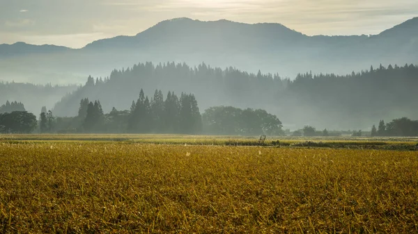 Beautiful rice field in Akita, Japan — Stock Photo, Image