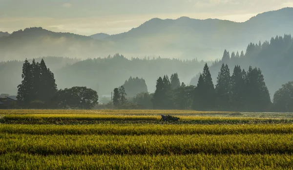 Beautiful rice field in Akita, Japan — Stock Photo, Image