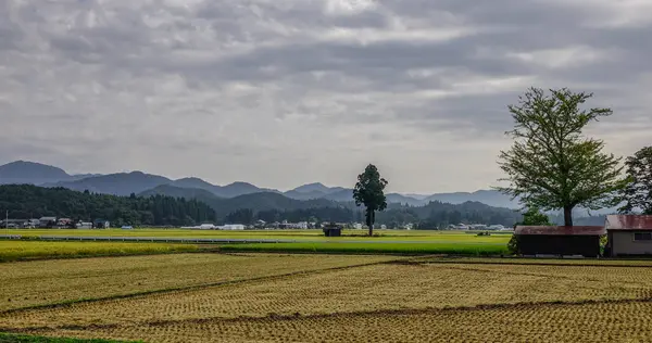 日本秋田美丽的稻田 — 图库照片