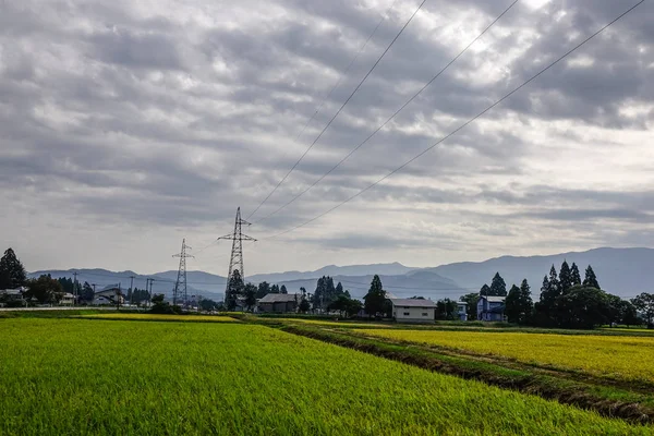 日本秋田美丽的稻田 — 图库照片