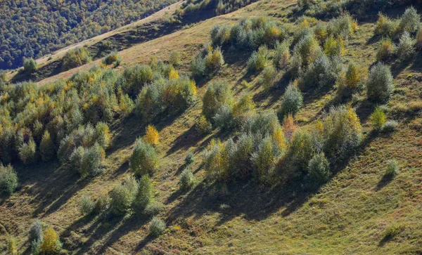 Autumn trees on mountain — Stock Photo, Image