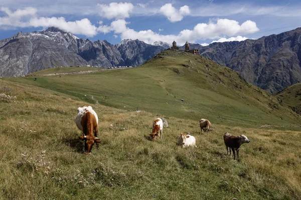 Cows eating grass on the mountain — Stock Photo, Image
