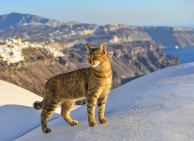 Güzel kedi Santorini Adası'nda zevk 