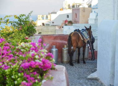 Eşek taksi Santorini Island, Yunanistan