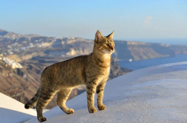 Un lindo gato disfrutando en Santorini Island — Foto de Stock