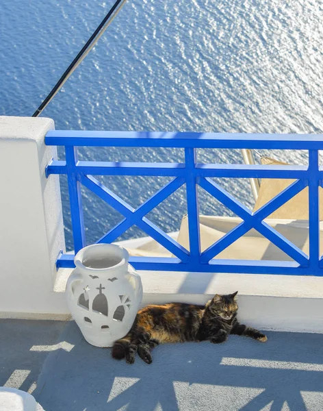 Un lindo gato disfrutando en Santorini Island — Foto de Stock