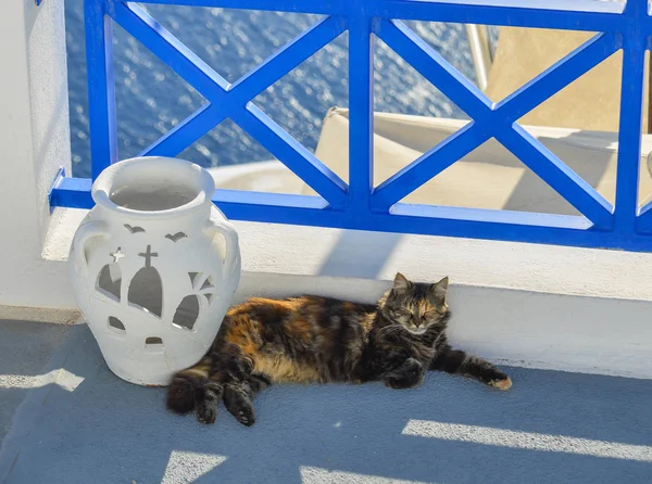 Un lindo gato disfrutando en Santorini Island — Foto de Stock