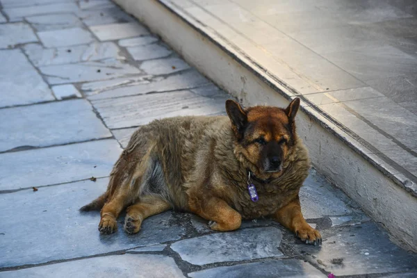 歩道の上に横たわる犬か脂肪 — ストック写真