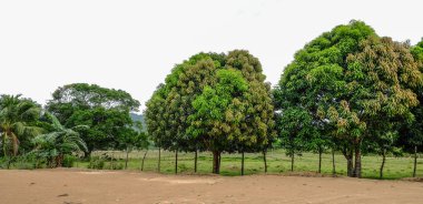 Coron Adası tropik kırsal manzara 