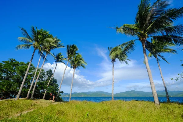 Kokosové palmy na Coron, Filipíny — Stock fotografie