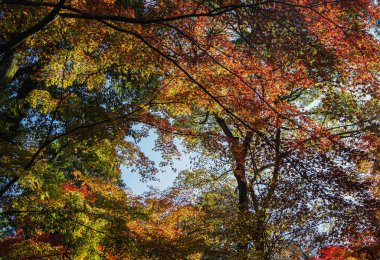 Kyoto, Japonya sonbahar sahne 