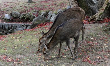 Japon geyik Nara Parkı'nda oynarken