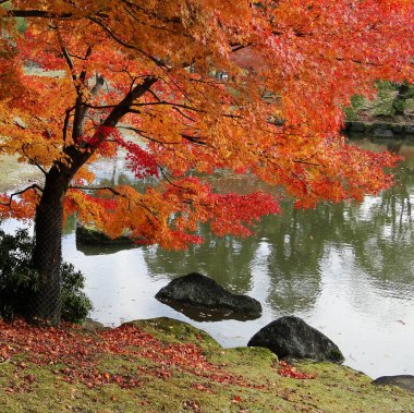 Kyoto, Japonya sonbahar sahne 