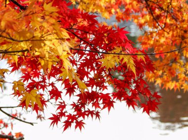 Kyoto, Japonya sonbahar sahne 