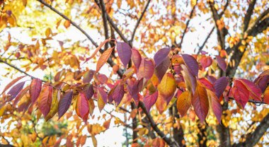 Kyoto, Japonya sonbahar sahne 