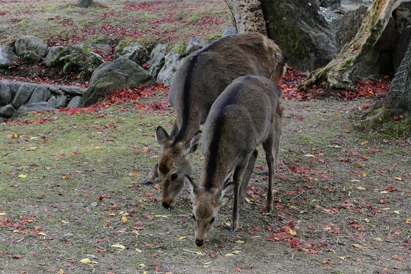 Cerf japonais jouant au parc Nara — Photo
