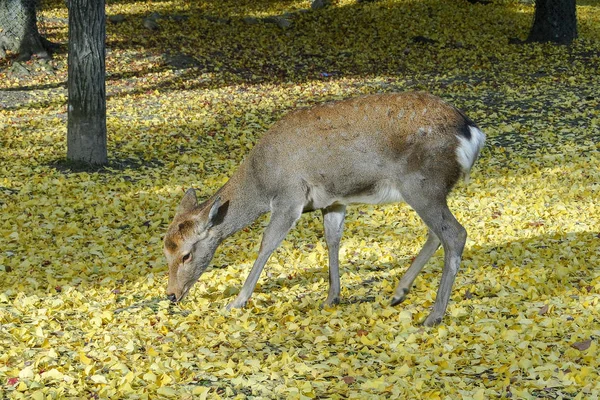 Japanse herten spelen in Nara Park — Stockfoto