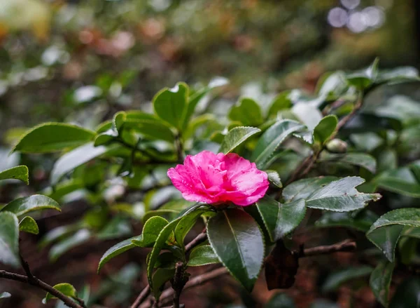 Vacker röd blomma av japanska Camellia — Stockfoto