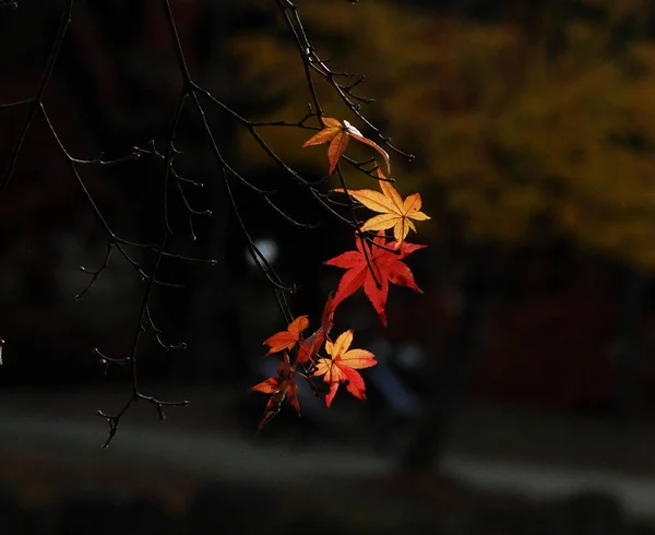 Herbstliche Landschaft von Kyoto, Japan — Stockfoto