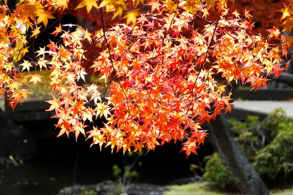 Jesienne dekoracje Kioto, Japonia — Zdjęcie stockowe