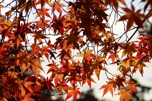 Paisajes otoñales de Kyoto, Japón — Foto de Stock