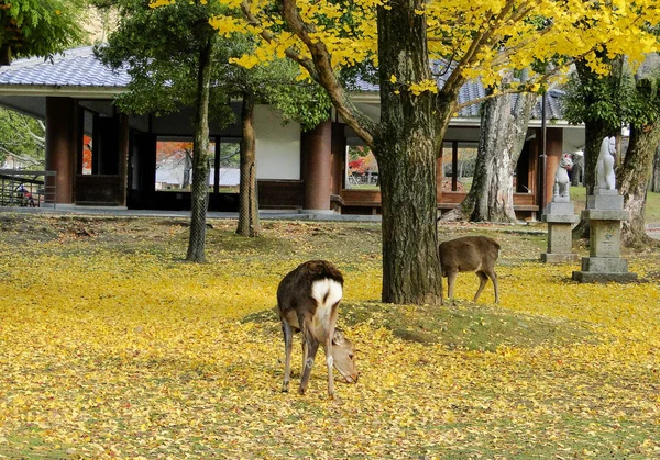 Veado japonês jogando no Nara Park — Fotografia de Stock