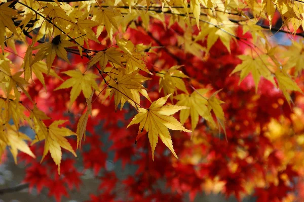 Autumn scenery of Kyoto, Japan — Stock Photo, Image