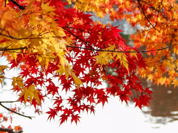 Осенний пейзаж Киото, Япония — стоковое фото