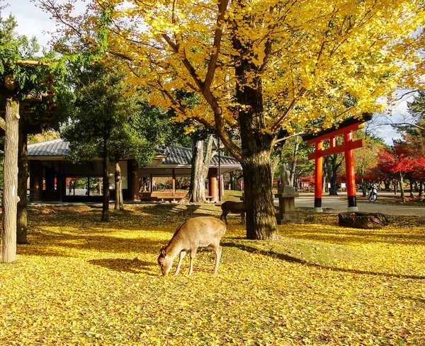 Veado japonês jogando no Nara Park — Fotografia de Stock