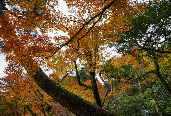 Hösten landskap i Kyoto, Japan — Stockfoto