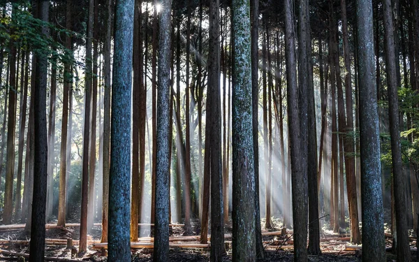Djupa skogen med solen lyser i gryningen — Stockfoto