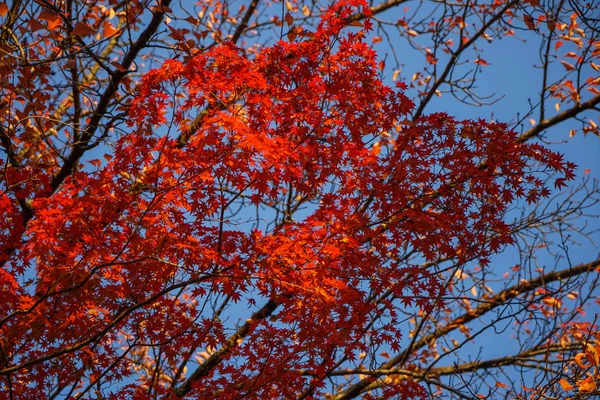 Paysage d'automne de Kyoto, Japon — Photo