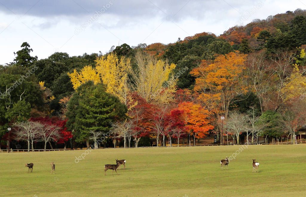 Japanese deer playing at Nara Park