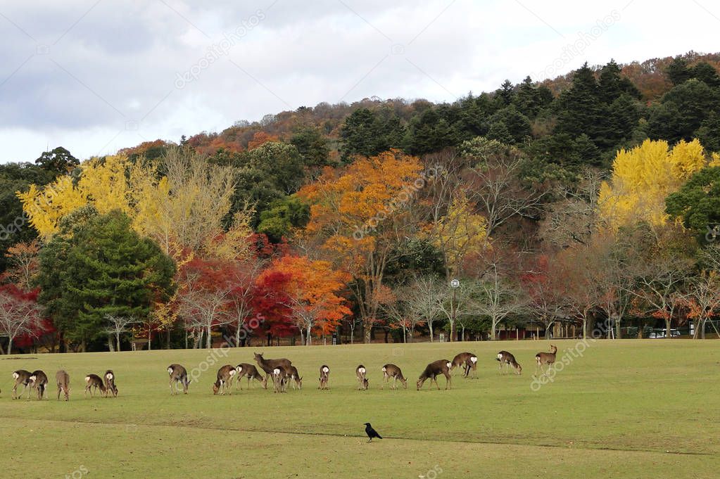 Japanese deer playing at Nara Park
