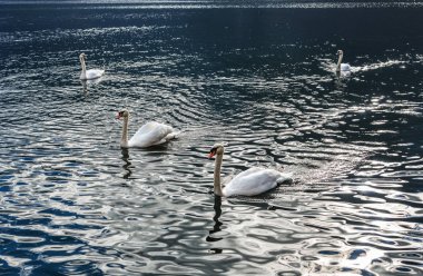 Kristal berraklığında su güzel Kuğu