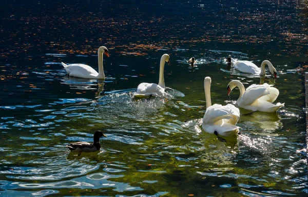 Schöner Schwan schwimmt im kristallklaren Wasser — Stockfoto