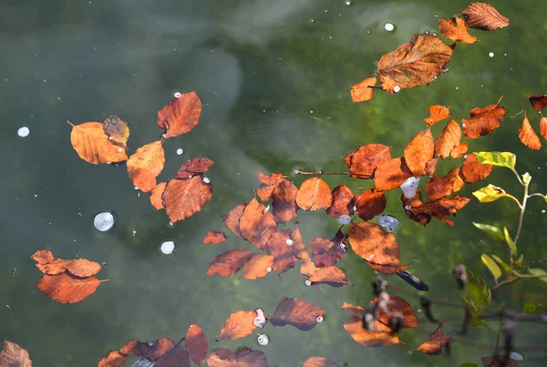 Hojas de otoño nadando en la superficie del agua — Foto de Stock