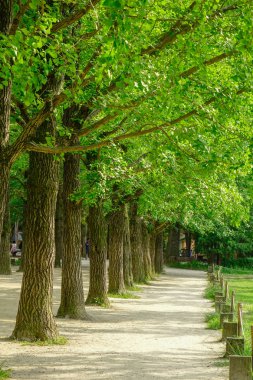 Namiseom parkta yeşil ağaçların 