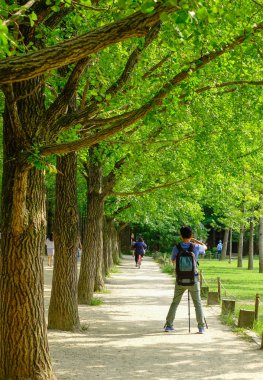 Namiseom parkta yeşil ağaçların 