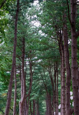 Namiseom parkta yeşil ağaçların 