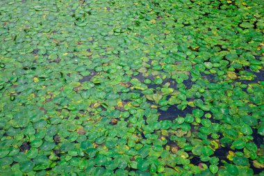 Beyaz nilüfer Çiçek Bahçe gölet üzerinde