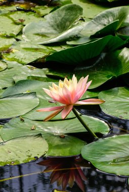 Beyaz nilüfer Çiçek Bahçe gölet üzerinde