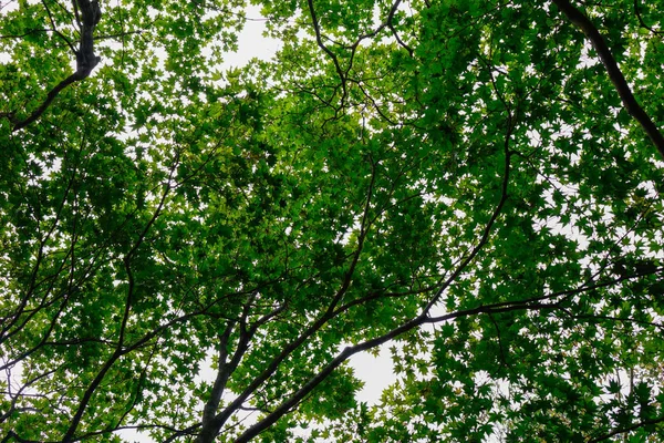 Árboles verdes en el parque en Namiseom — Foto de Stock