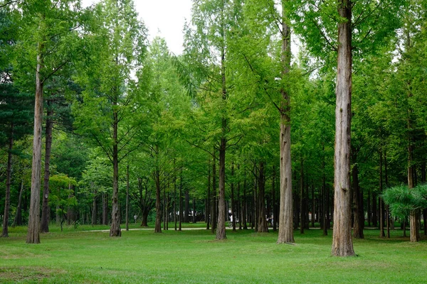 Alberi verdi nel parco di Namiseom — Foto Stock