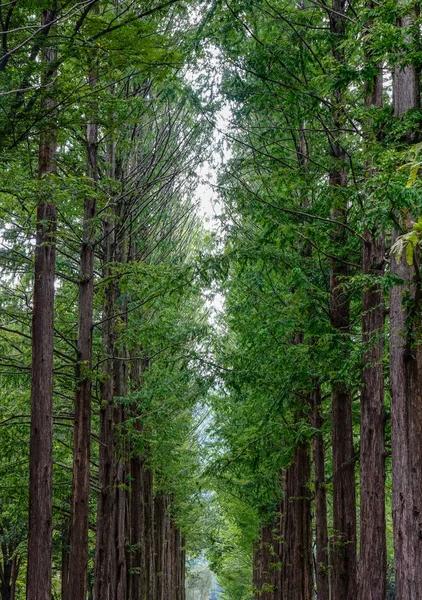 Gröna träd i parken vid Namiseom — Stockfoto