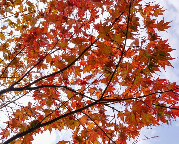 Hojas de arce en otoño — Foto de Stock