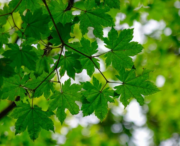 Alberi verdi nel parco di Namiseom — Foto Stock